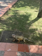 Iguana