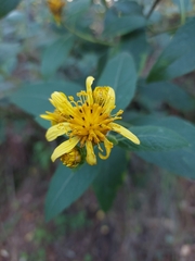 Verbesina sphaerocephala