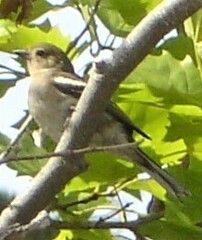 Fringilla coelebs maderensis