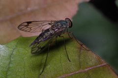 Tabanomorpha