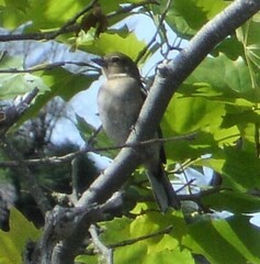 Fringilla coelebs maderensis