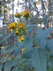 Verbesina sphaerocephala