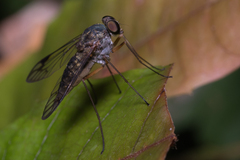 Tabanomorpha