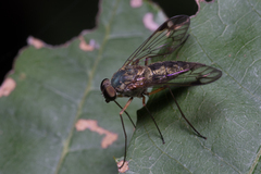 Tabanomorpha