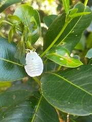 Rhoecus australasiae