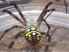 Argiope picta