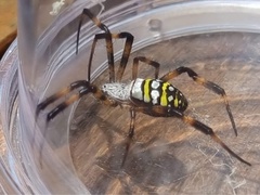 Argiope picta