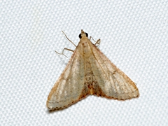 Endotricha pyrosalis