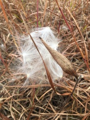Asclepias verticillata