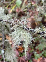 Usnea