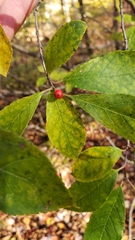 Ilex