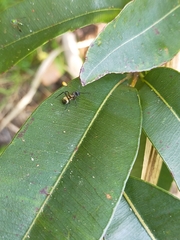 Polyrhachis rufifemur