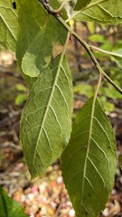 Ilex