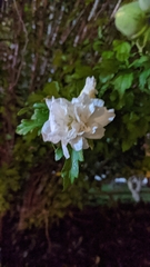 Magnoliopsida