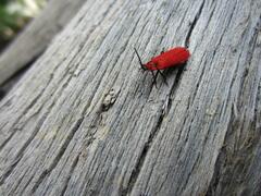 Dictyoptera aurora