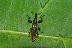 Lixus dentipes