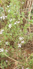 Frankenia foliosa