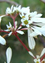Euphorbia leucocephala