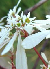 Euphorbia leucocephala