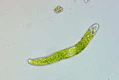 Euglena