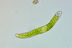 Euglena