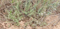 Frankenia foliosa