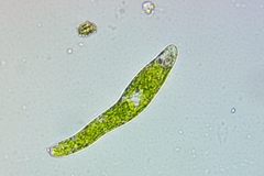 Euglena