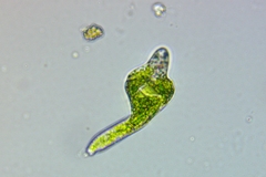 Euglena