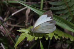 Elodina