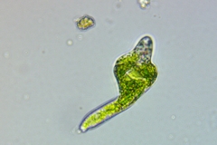 Euglena