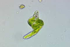 Euglena