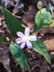 Tripladenia cunninghamii