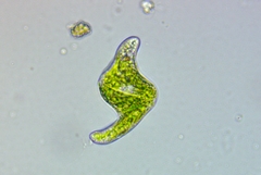 Euglena