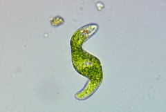 Euglena