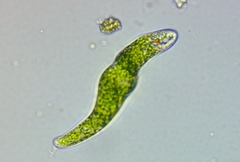 Euglena