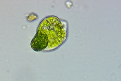 Euglena