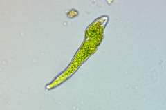 Euglena