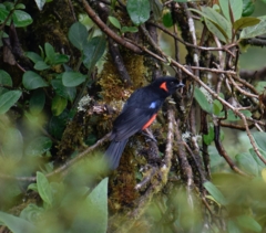 Anisognathus igniventris