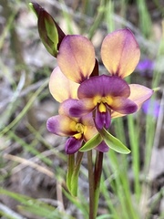 Diuris longifolia
