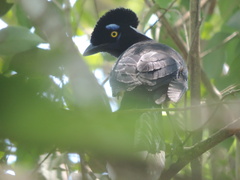 Cyanocorax chrysops