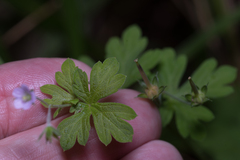 Geranium solanderi