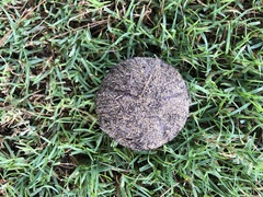 Echinoidea