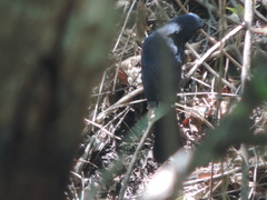 Cyanoloxia brissonii