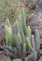 Corryocactus erectus