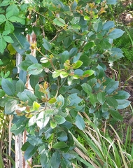 Cryptocarya triplinervis