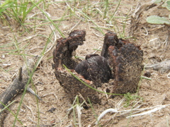 Prosopanche americana