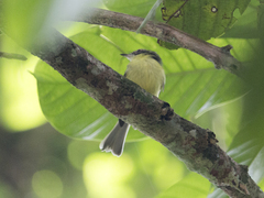 Phylloscartes flaviventris