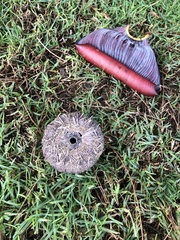 Echinoidea