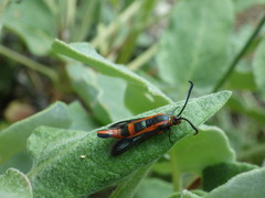 Synanthedon polygoni