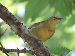Myiothlypis bivittata